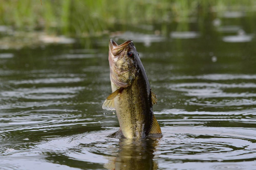 Best Topwater Lures for Summer Bass Fishing Top for